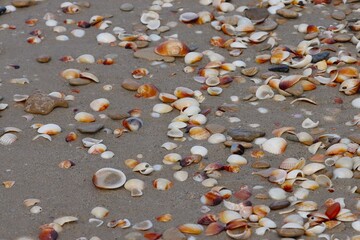 Plaża w Tunezji cała w muszlach. Muszle wyrzucone na brzeg morza. © Pawel Zabczyk