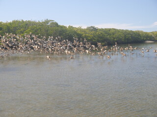 AVISTAMIENTO DE AVES MARINAS MIGRATORIAS