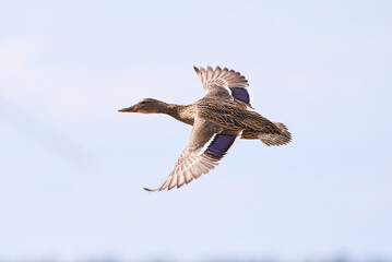 Mallard female duck bird in flight ( Anas platyrhynchos )