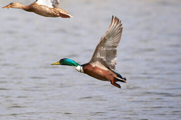 Mallard male duck bird in flight ( Anas platyrhynchos )