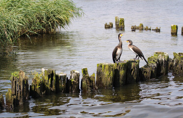 Two large cormorants