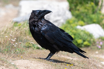 Obraz premium Close up of a raven (corvus corax) perching on the ground