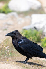 Close up of a raven (corvus corax) perching on the ground