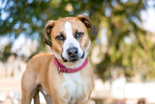 A Pit Bull Terrier x Hound mixed breed dog making a funny face