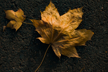 A close-up of fallen autumn leaves illuminated by warm sunlight. Golden and amber tones with soft bokeh and sun flares create a peaceful seasonal atmosphere.