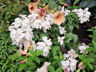 Allamanda flowers, and White Mussaenda flowers in garden. Mussaenda philippica flowers with allamanda blossoms. 