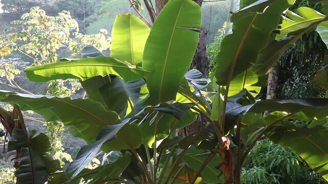 Wild wachsende Bananenstaude in Costa Rica (Musa paradisiaca)
