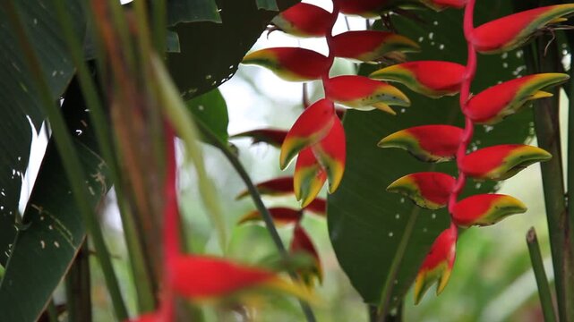 H&auml;ngende Hummerschere (Heliconia rostrata)