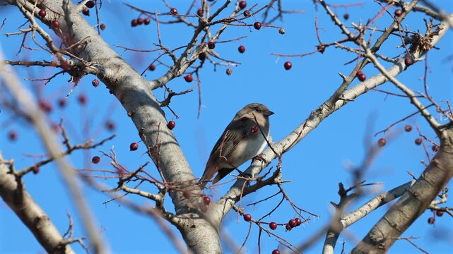 Dark-eyed junco in a tree in autumn