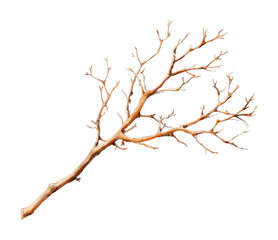Fototapeta premium PNG Delicate branch watercolor illustration.