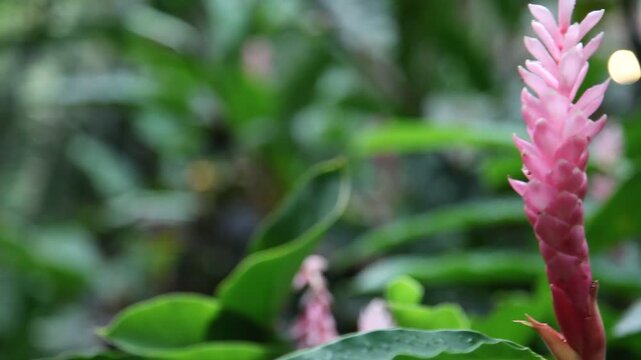 Alpinia purpurata, rosa Variation, Gattung Alpinia der Familie der Ingwergew&auml;chse (Zingiberace), h&ouml;rt zur tropischen Vegetation in Costa Rica. Aufnahme mit Sch&auml;rfeverschiebung und Kamerafahrt.