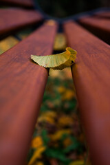 A close-up of fallen autumn leaves illuminated by warm sunlight. Golden and amber tones with soft bokeh and sun flares create a peaceful seasonal atmosphere.