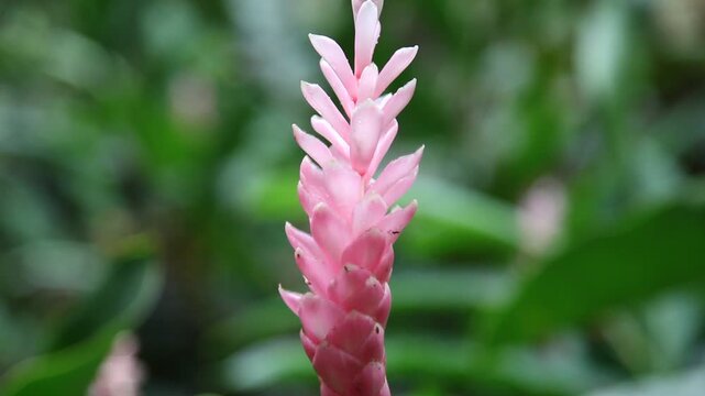 Alpinia purpurata, rosa Variation, Gattung Alpinia der Familie der Ingwergew&auml;chse (Zingiberace), h&ouml;rt zur tropischen Vegetation in Costa Rica. Aufnahme mit Sch&auml;rfeverschiebung und Kamerafahrt.