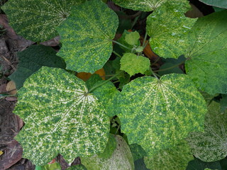 Urena lobata plant leaves in village nature.  Caesarweed medicinal harb plant. Congo jute green yellow color leaves. 