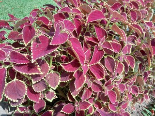 Coleus plant's vibrant and diverse leaves. Color coleus foliage background isolated photography.