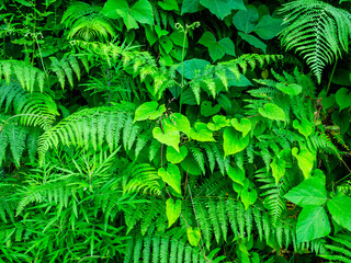 green leaves in Batumi Botanical Garden, Georgia
