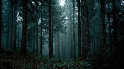 Obraz premium Thick mist hangs in a tranquil forest filled with towering trees creating a peaceful eerie atmosphere.