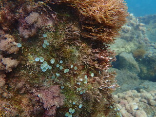 Green algae mermaid's cup Acetabularia acetabulum undersea, Ligurian Sea, Italy, Imperia
