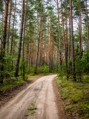 Fototapeta premium Forest around Lake Aviris near Leipalingis town, Druskininkai Municipality, Alytus County of Lithuania