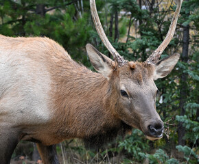 Young Bull Elk