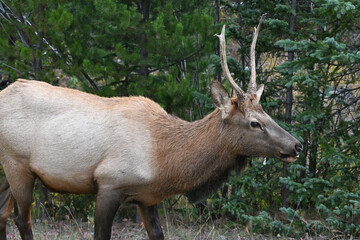Young Bull Elk