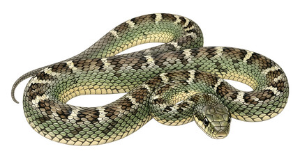 Fototapeta premium Close-up of a green and brown patterned snake coiled on white background, perfect for wildlife and nature projects