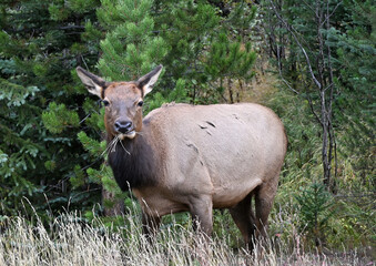 Cow Elk Eating Grass