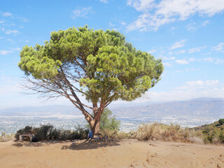 Fototapeta premium On top of Cahuenga Peak at Wisdom Tree during a summer season in Los Angeles, California, USA