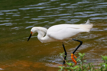 Close-up of a snowy egret, Egretta thula, in a hunting posture. White bird with black bill, orange lores, and yellow feet, walking in rippling water.