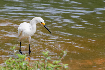 Close-up of a snowy egret, Egretta thula. White bird standing in shallow water, with a black bill and bright yellow-orange lores. Contrast with the textured, murky water.