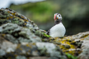 Close up of a Puffin on rocky crag with diffused background on Skomer Island, Pembrokeshire, UK