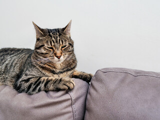 Calm and relaxed tabby cat laying on a back of a suede couch sofa. Good looking and well looked after home pet relaxes during busy day.