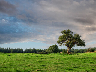 A tree is in the middle of a field of grass. The field is green and peaceful. The tree is small and he is alone in the field. Dense forest with different trees in the background. Stand out concept.