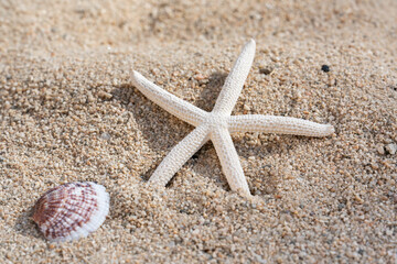 Focus on Star fish on sand with shell in foreground