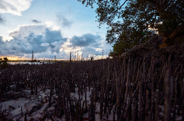 Obraz premium A tranquil coastal scene at dusk features dense mangrove roots along the shore, silhouetted trees, and a dramatic cloudy sky over calm water, conveying solitude and natural coastal beauty.