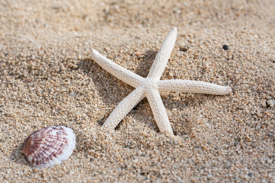 Focus on Star fish on sand with shell in foreground