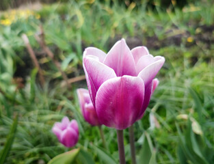Fototapeta premium Blooming tulip flower. Blooming tulip flower with purple petal in inflorescence on sunny spring morning. Blooming of blossoming white tulip flower growing ground. Natural background. Tulip