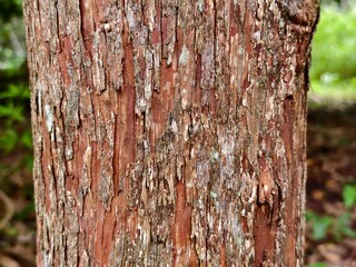 close up texture of ironwood bark