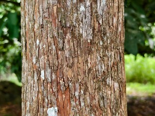 close up texture of ironwood bark