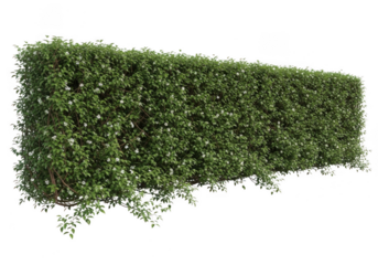 A neatly trimmed green hedge with small white flowers, isolated on transparent background