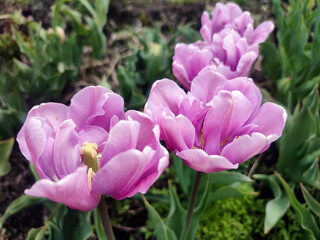 Blooming tulip flower. Blooming tulip flower with purple petal in inflorescence on sunny spring morning. Blooming of blossoming violet tulip flower growing ground. Natural background. Tulip