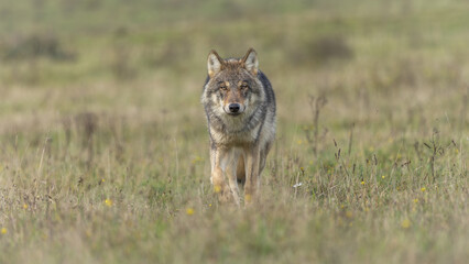 wolf in the grass