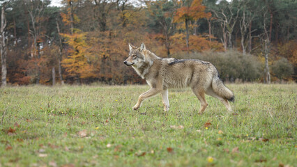 wolf in forest
