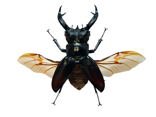 Black stag beetle Hexathrius buqueti shows off its unique features, including large mandibles and transparent wings, captured in isolation on a clean white background.