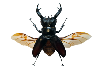 Black stag beetle Hexathrius buqueti shows off its unique features, including large mandibles and transparent wings, captured in isolation on a clean white background.