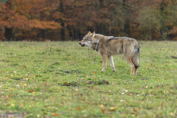 gray wolf in the woods