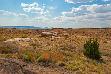 Petrified Forest National Park is a national park of the United States in Navajo and Apache counties in northeastern Arizona, famous for petrified logs, fossils, badlands,  ancient petroglyphs, painte