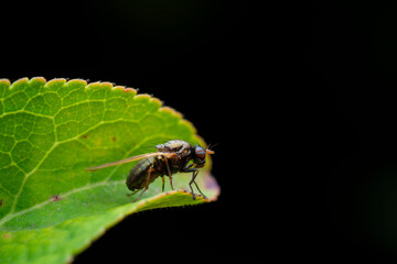 Close up of a fly from Brachycera family