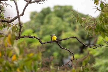 A true Pitangus sulphuratus bird perched on a tree branch. Bem te vi