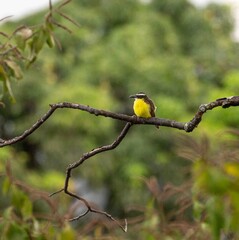 A true Pitangus sulphuratus bird perched on a tree branch. Bem te vi
